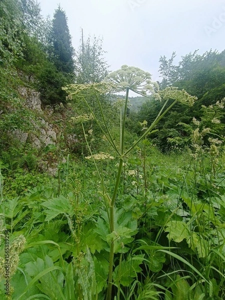 Obraz Giant Cicuta virosa plant in its natural environment