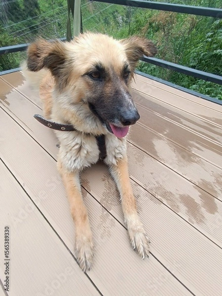 Obraz Happy dog laying on a wooden deck with tongue out