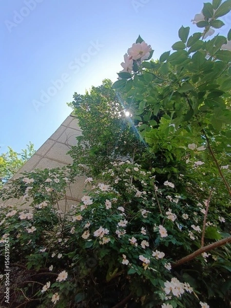 Obraz Pyramid and Roses Under the Sun