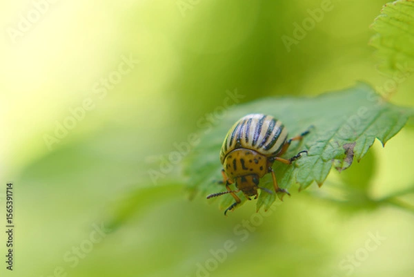 Fototapeta Colorado potato beetle (Leptinotarsa decemlineata) sits on a leaf