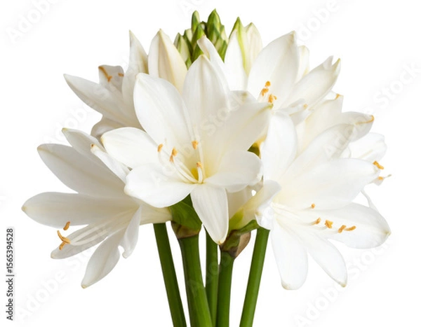 Fototapeta Single Tuberose Stem with White Blossoms, isolated on transparent background