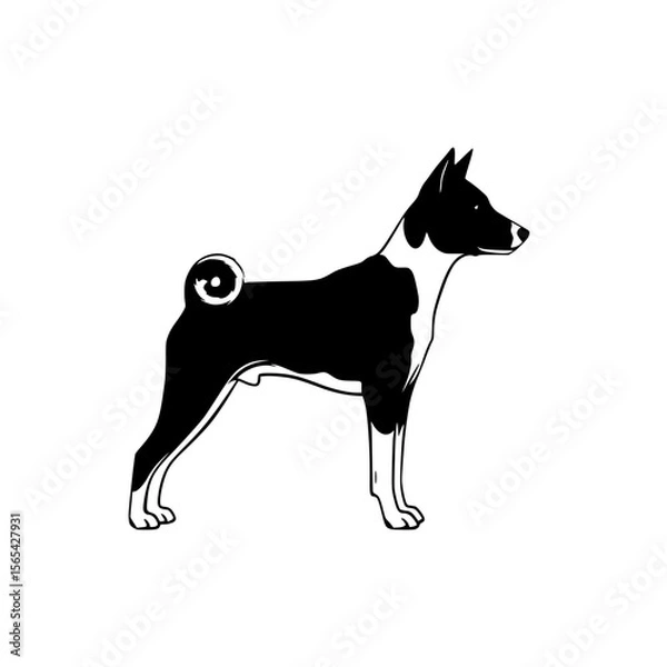 Obraz Elegant Canine Silhouette With Distinctive Curly Tail and Upright Ears