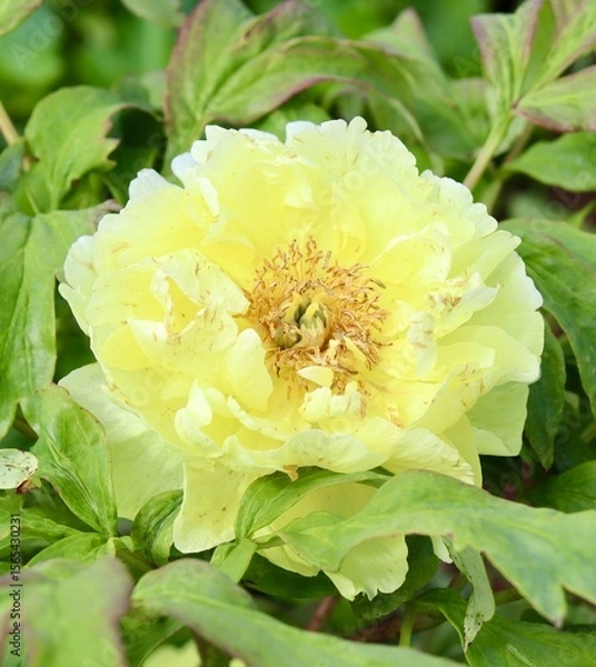 Fototapeta A close view of the bright yellow flower in the garden.