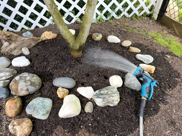 Fototapeta Water hose running in spray mode to water home garden fig fruit tree during summer