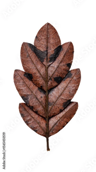 Fototapeta Brown leaf with intricate patterns, showcasing natural texture and earthy colors, perfect for backgrounds and nature-themed designs
