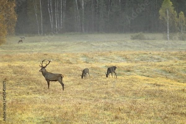Fototapeta Deers in the field during the rutting season in the autumn. Unique image of animals in their natural habitat 