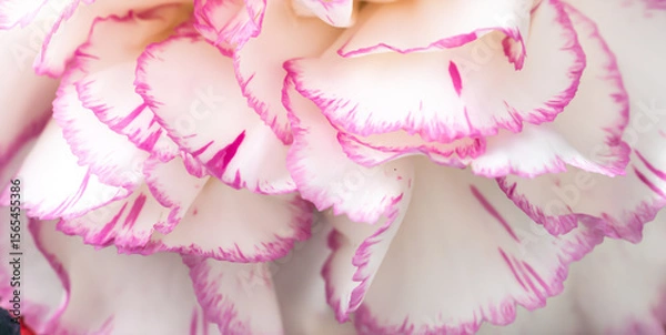 Fototapeta Delicate flower petal banner. White carnation with pink border top down direction. full frame, macro, high angle view, close up