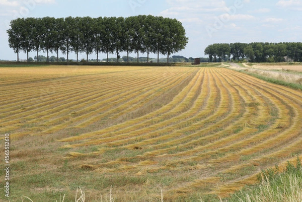 Fototapeta a beautiful flax field with rows of fresh ripe green plants at the field in the dutch countryside in summer