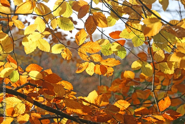 Fototapeta Beech leaves on a tree in Autumn	