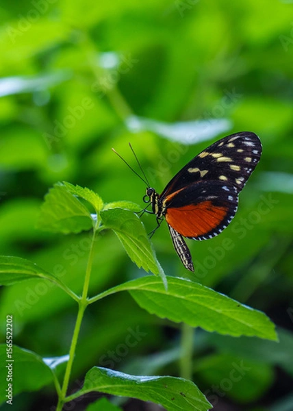 Fototapeta colorful and wonderful butterflies in the garden