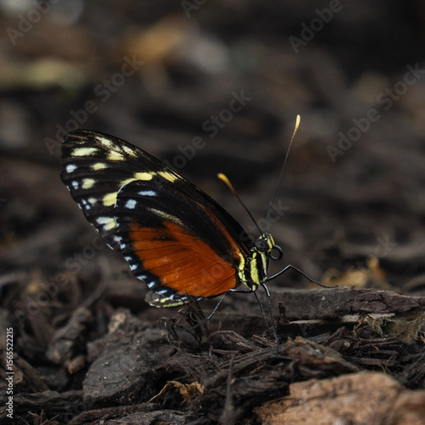 Fototapeta colorful and wonderful butterflies in the garden