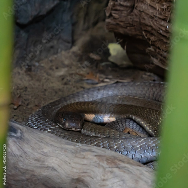 Fototapeta Snake close up in the garden