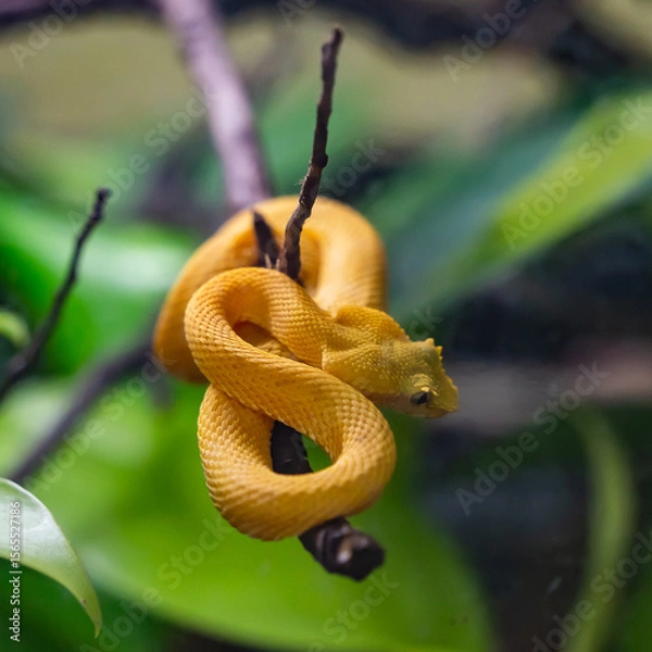 Fototapeta Snake close up in the garden
