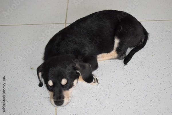 Obraz Perro negro durmiendo