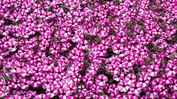 Fototapeta (Petunia x hybrida) Magnifique parterre de pétunias hybrides 'Raspberry Star', plante luxuriante de couleur rose à éclats blancs en forme d'étoiles au dessus d'un feuilage dense 