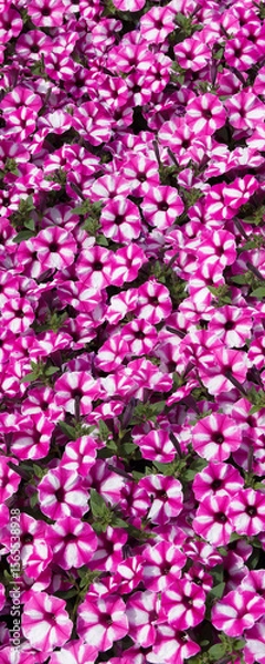 Fototapeta Monticule rampant de pétunias hybrides 'Raspberry Star' (Petunia x hybrida) à inflorescences décoratives rose-violacé irradiées de blanc en forme d'entonnoirs
