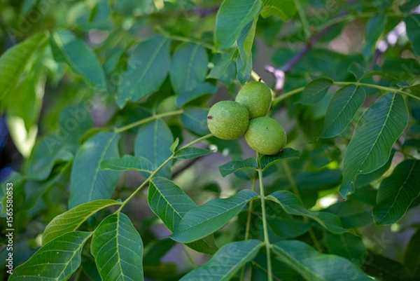 Fototapeta Close-up of unripe walnuts, still in their green husks, hanging on a tree branch. Fresh nuts growing on a walnut tree with bright green leaves in natural sunlight.