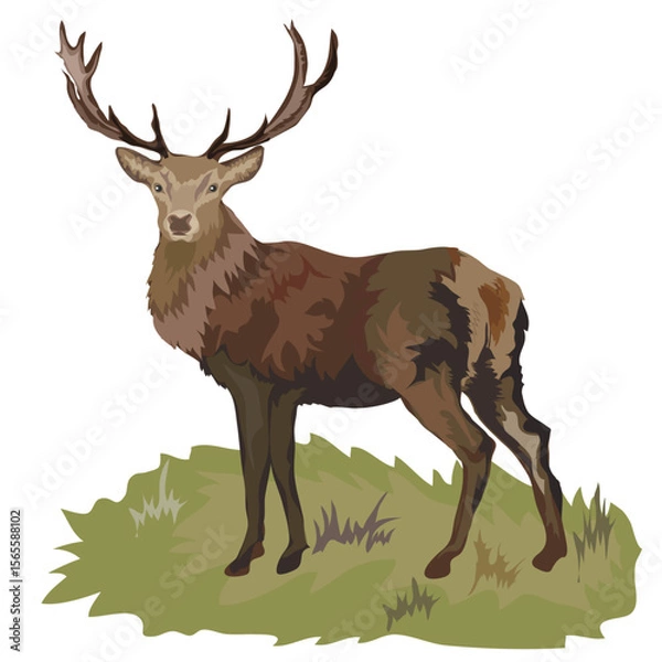 Fototapeta Vector illustration of a standing deer with large antlers. Detailed wild animal on natural grass background. Suitable for nature-themed designs, wildlife education, and forest-related projects.

