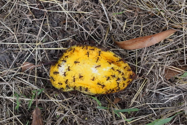 Obraz Hormigas comiendo mango
