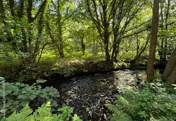 Fototapeta “Dappled light seeps through a dense canopy, illuminating mossy rocks and lush ferns along the banks of Harden Beck, as it flows through the secluded forest glade off Goit Stock Lane, Harden, UK.”