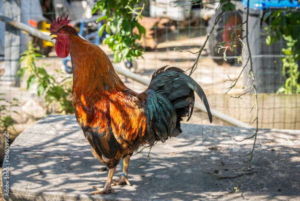 Obraz A proud rooster with colorful plumage and head held high stands on a concrete ledge in a rural setting, surrounded by nature and a farm atmosphere