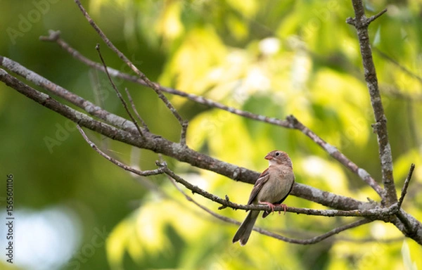 Fototapeta Field Sparrow