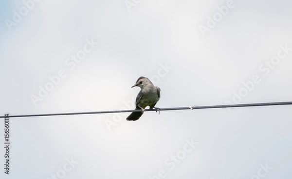 Obraz Gray Catbird