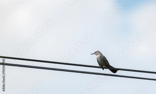 Obraz Gray Catbird