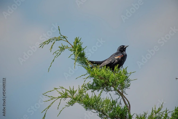 Obraz Red Winged Blackbird