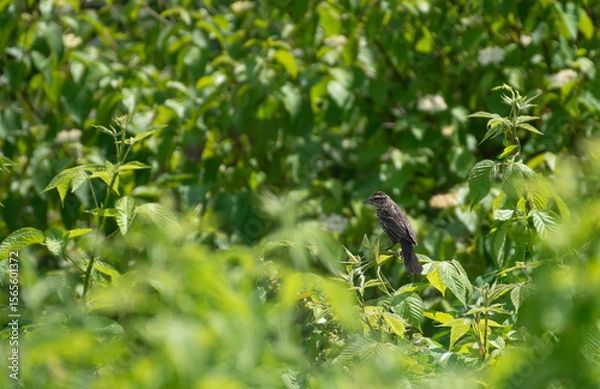 Obraz Red Winged Blackbird