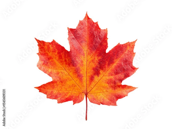 Fototapeta Vibrant red and orange autumn maple leaf isolated on black, Isolated On Transparent Background, Png