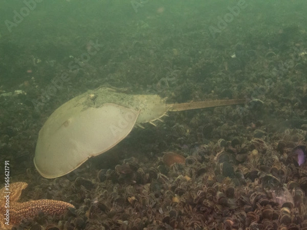 Obraz Atlantic Horseshoe Crab