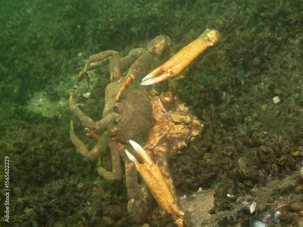 Obraz Portly Spider Crab