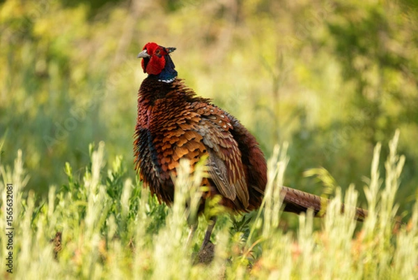 Fototapeta Ringneck Pheasant, Phasianus colchicus in the habitat