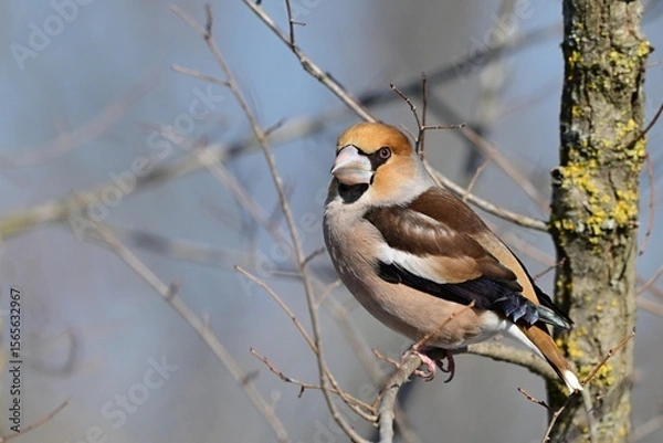 Fototapeta Hawfinch Coccothraustes coccothraustes in the wild Close up