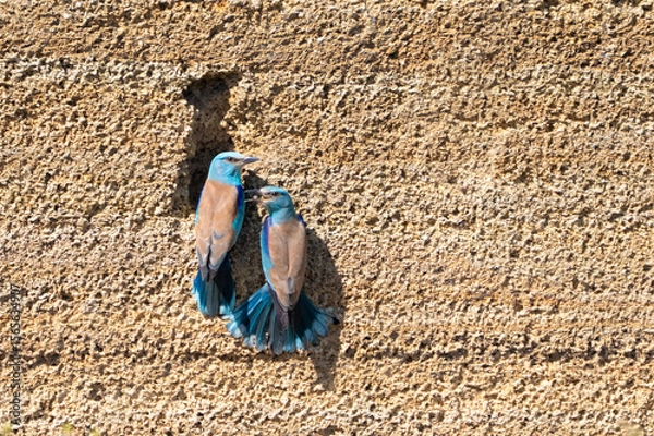 Fototapeta Two European Rollers Near Nest in the Wild