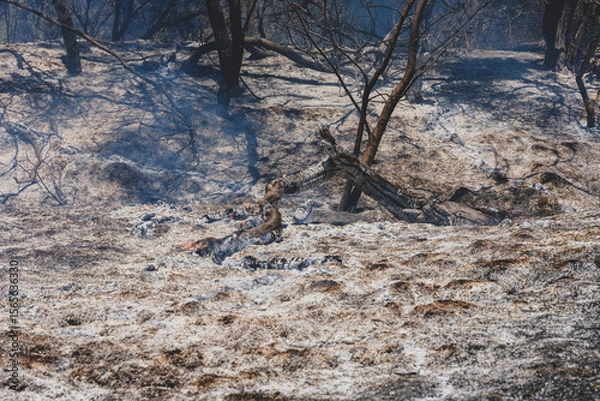 Obraz burned trees and dramatic landscape