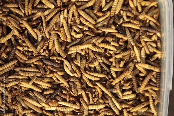Obraz dried soldier fly larvae
