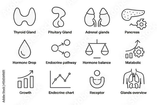 Fototapeta Endocrine system diagram illustrating gland functions and hormone pathways