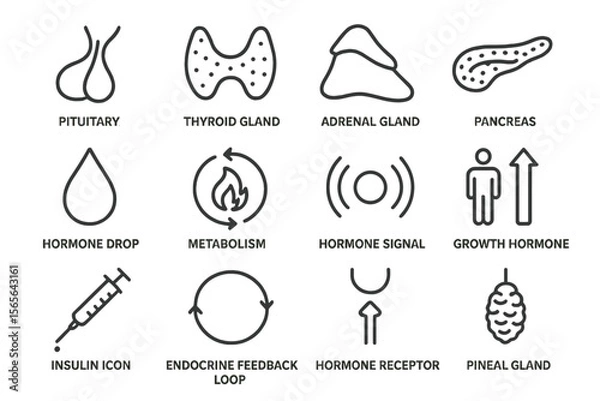 Fototapeta Endocrine system icons illustrating key glands and hormonal functions