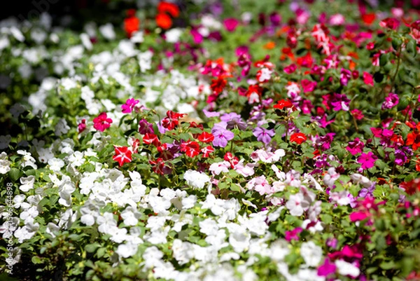 Obraz Multicolored Impatiens balsamina flowers in a park flower bed
