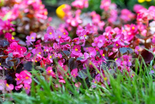 Fototapeta Begonia semperflorens flowers in a flowerbed