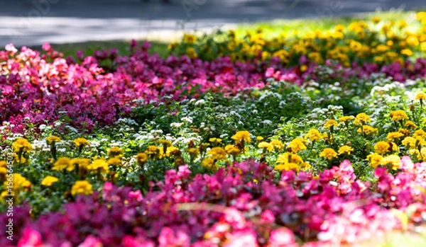 Fototapeta Begonia semperflorens flowers in a flowerbed