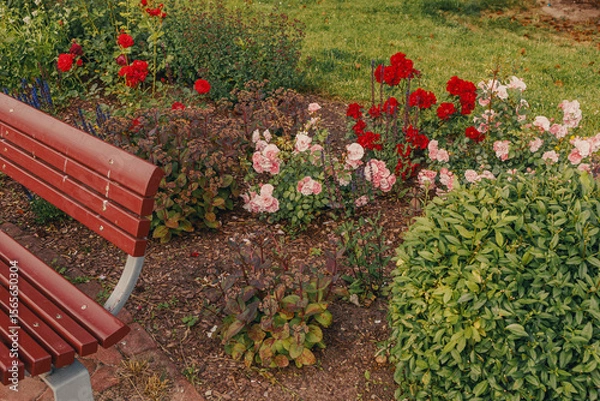 Fototapeta Red rose flowers in garden close-up. Lush bush of large vivid red roses in a garden
