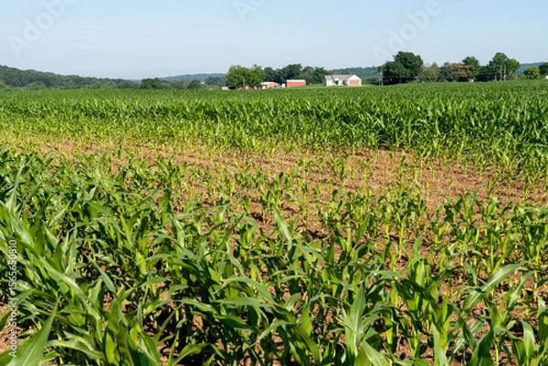 Obraz Stunted Corn Growth