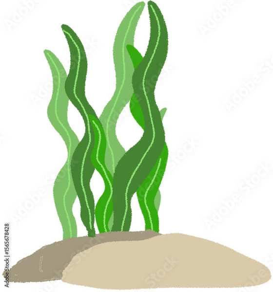 Obraz 제물풀,해조류,해초,산호