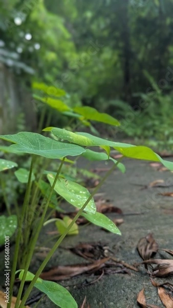 Fototapeta Green caterpillar resting on a large green leaf in a garden