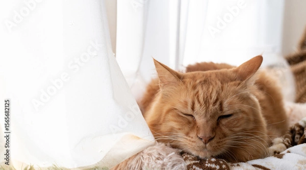 Fototapeta 窓辺で眠る可愛い猫　茶トラ猫	