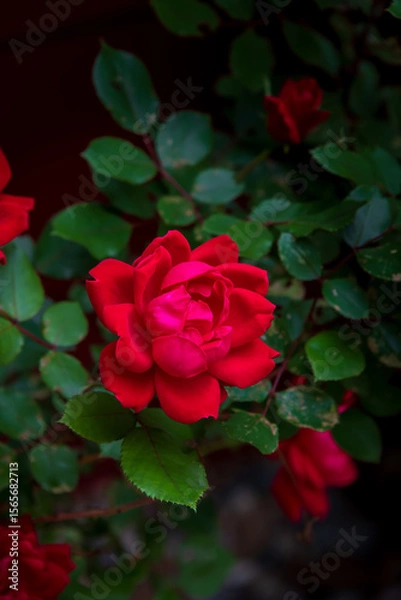 Obraz Shadows and sunlight highlight a rose bloom.