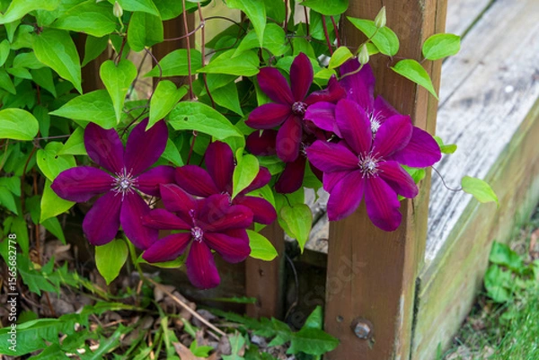 Obraz Clematis vine and flowers.